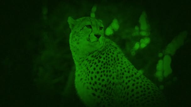 Nightvision Cheetah Titta Runt — Stockvideo
