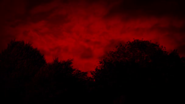 Baumgrenze Mit Rotem Himmel Oben — Stockvideo