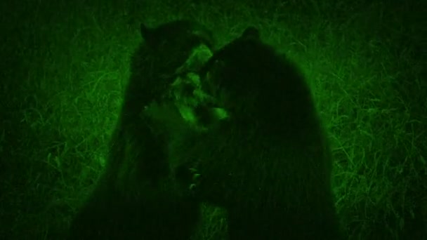 Osos Visión Nocturna Luchando Naturaleza — Vídeo de stock