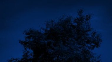 Ağaç Top etrafında geceleri üfleme