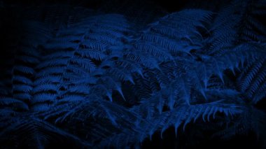 Hafif esinti gece Woodland Ferns