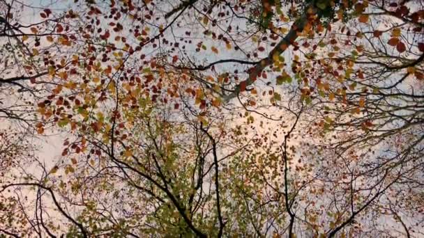 Bajo Los Árboles Otoño Muchos Colores — Vídeos de Stock