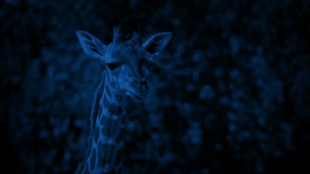 Giraffenbaby Der Nacht — Stockvideo