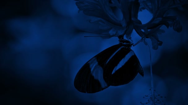 Farfalla Sul Fiore Notte — Video Stock