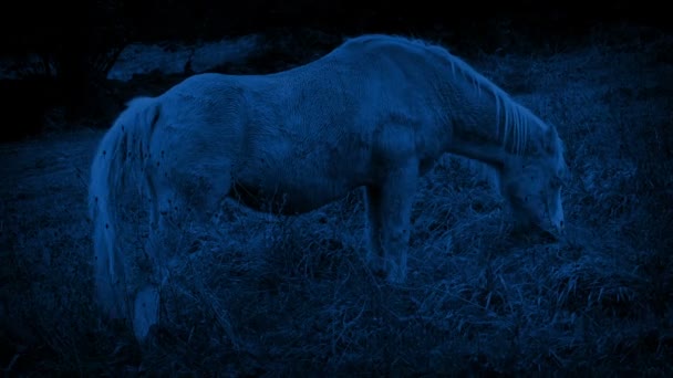 Paard Grazen Het Land Nacht — Stockvideo