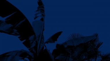 Sallanan palmiye ağacı geceleri Rüzgar