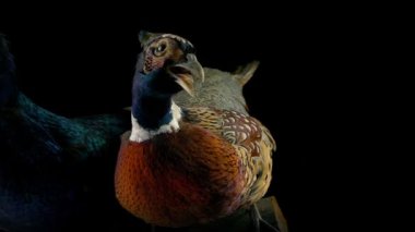 Atış hareketli renkli sülün