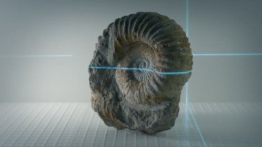 Ammonit eski kabuk fosil taranıyor