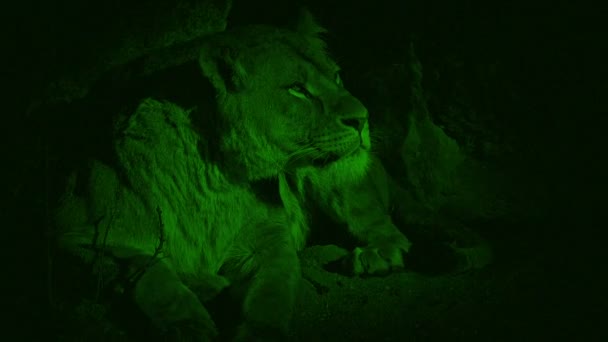 Nightvision Dişi Aslan Mağarada Dinleniyor — Stok video