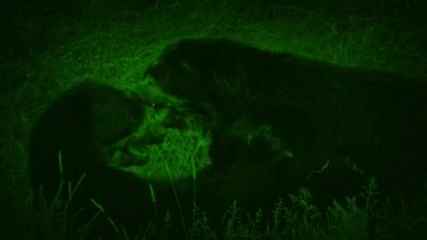 Nightvision Shot Ours Wrestling — Video