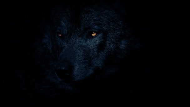 怒りに燃える目暗闇の中のオオカミ — ストック動画