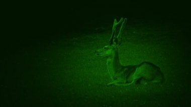 Nightvision çimenlerde dinlenme geyik