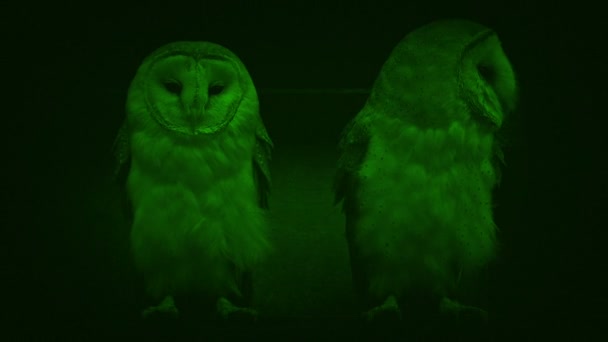 Nightvision Owls Perch Old Barn — Stock Video