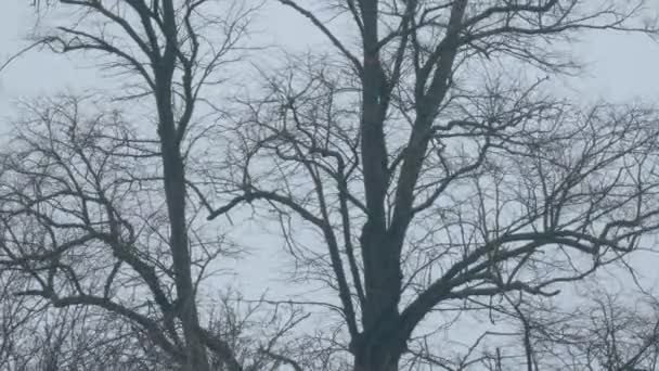 Деревянные Стволы Обнажены Зимой — стоковое видео