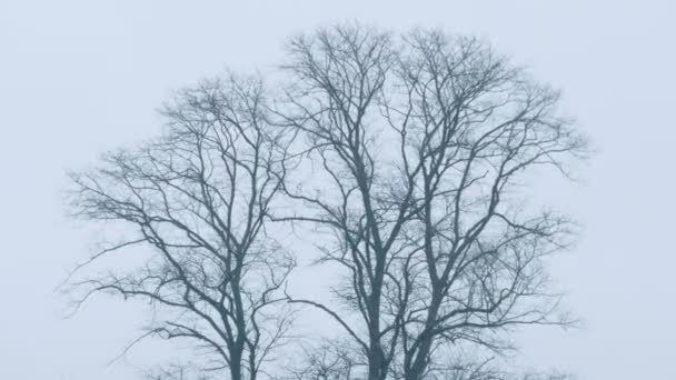 Γυμνά Δέντρα Στον Άνεμο — Αρχείο Βίντεο
