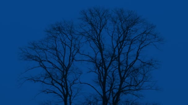 Bare Trees Sway Night — Stock Video