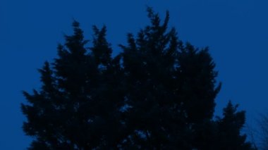 Gece rüzgar gür ağaçlar Sway