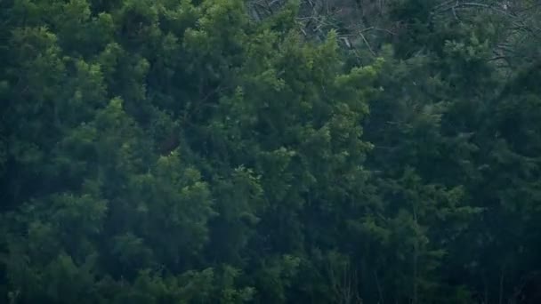 Árboles Bajo Lluvia Tormenta Viento — Vídeo de stock