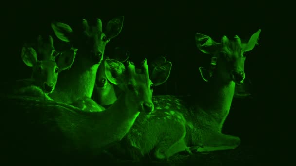 Nightvision Groupe de cerfs Levez les yeux 