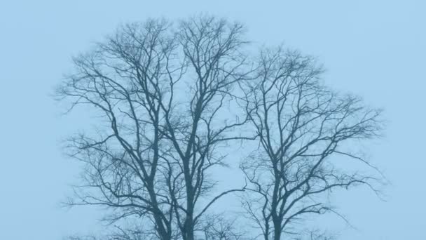 Γυμνά Δέντρα Στον Άνεμο Κατά Σούρουπο — Αρχείο Βίντεο