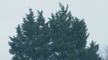 Fırtına rüzgarlarına yaprak dökmeyen ağaçlar