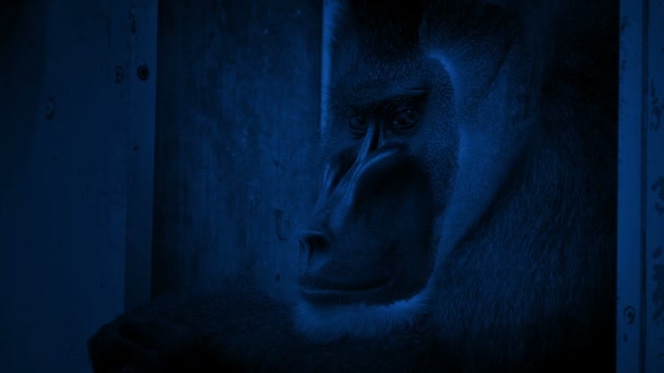 Singe Dans Zoo Nuit — Video