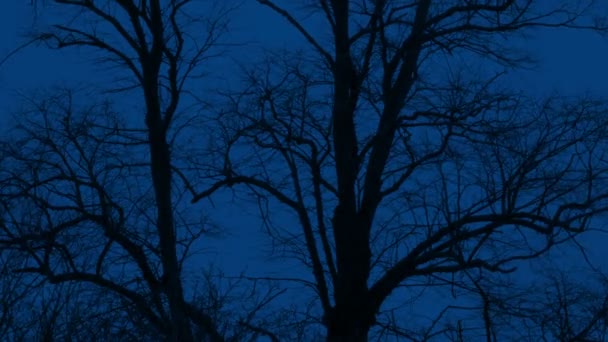 Kışın Rüzgarlı Gece Ağaçlarda — Stok video