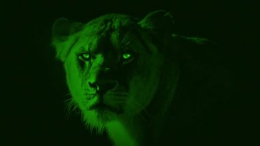 Nightvision aslan portre yüz