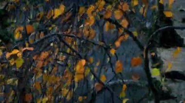 Ağaç darbeler fırtınalı gün çevre bina çevresinde