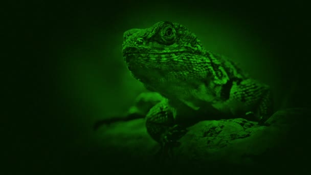 Lagarto Visão Noturna Ramo Selva — Vídeo de Stock