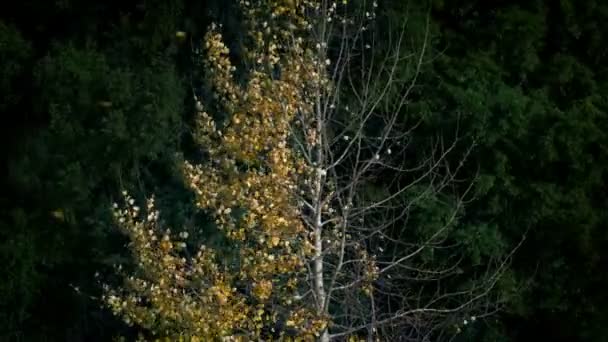 Hojas Doradas Que Soplan Del Árbol Medio Desnudo Otoño — Vídeos de Stock