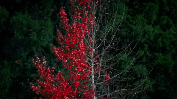 Abstrait Feuille Rouge Arbre Shdding Dans Vent — Video