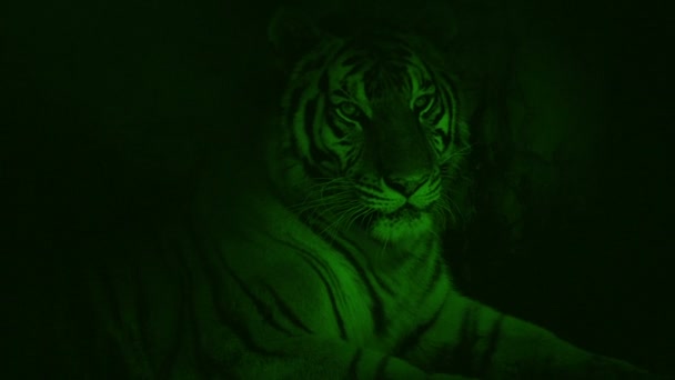 Nightvision Tiger Deitado Caverna — Vídeo de Stock