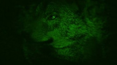 Nightvision kurt ormanda arıyorsunuz