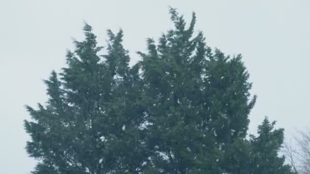 Деревья Снегу Ветру — стоковое видео