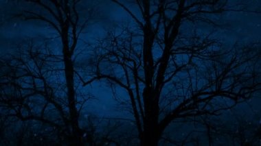 Bare Trees Sway In Snowfall At Night