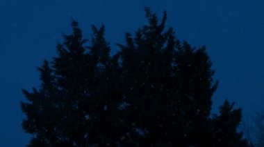 Kar yağışı, gür ağaç bi gece