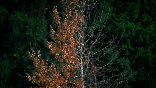 Blätter Wehen Herbst Vom Baum — Stockvideo
