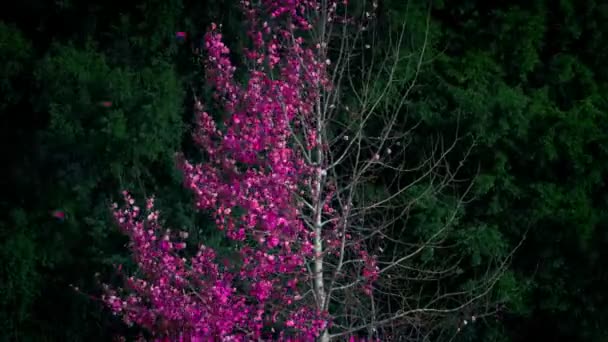 風を流して抽象ピンク リーフ ツリー — ストック動画