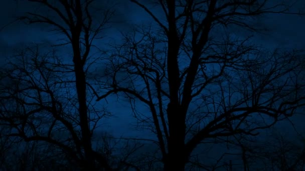 風の強い夜に暗い樹体 — ストック動画