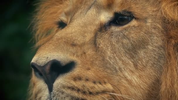 King Jungle Lion Looks — Stock Video
