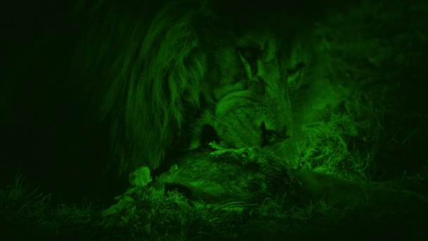 Nightvision Lion Eating Dead Animal — Stock Video