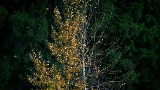 Yellow Orange Foliage Tree Sheds Leaves — Stock Video