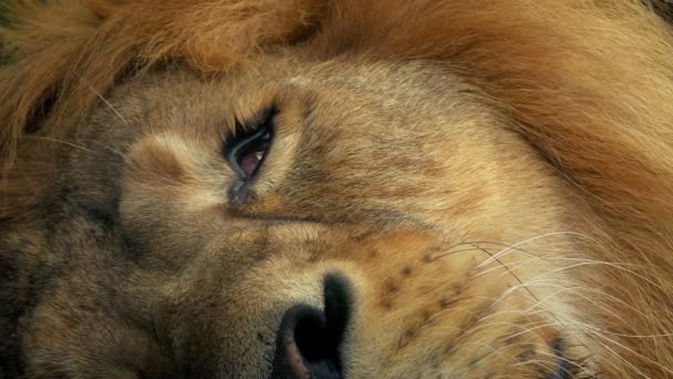 Lion Opens Eye Closeup — Stock Video