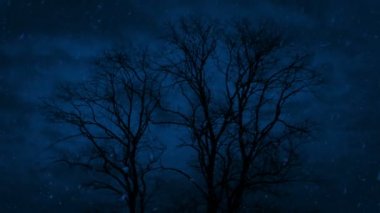 Kar yağışı gece geç saatlerde büyük ağaçlar