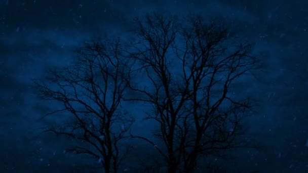 Grandes Árboles Nevadas Tarde Noche — Vídeos de Stock