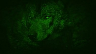Gece görüş görünümünü Wolf hırıltı