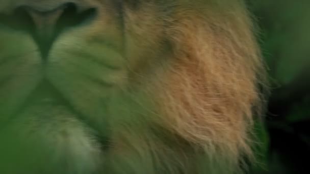 Lion Roars Jungle Foliage — Stock Video