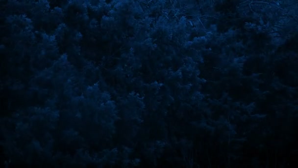 Большие Бушующие Деревья Бурную Ночь — стоковое видео
