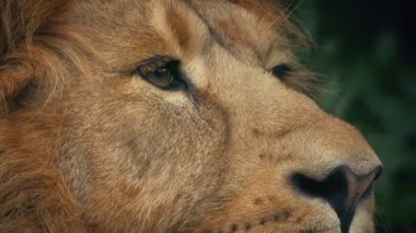 Aslan kulakları ormanda getirmesinden